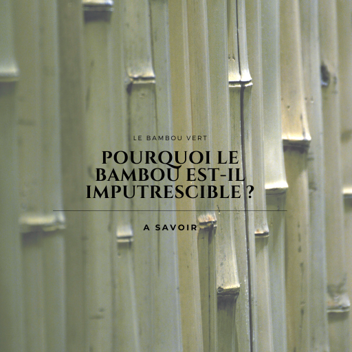 Pourquoi Le bambou est-il imputrescible ?